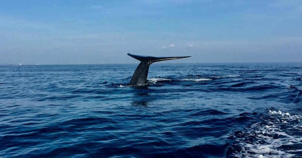Dolphin and Whale watch