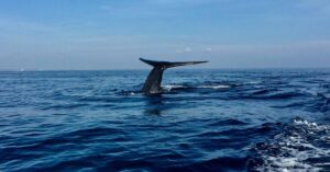 Dolphin and Whale watch