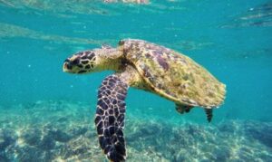 Photo taken in Hikkaduwa, Sri Lanka