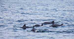 Part of a large pod of Spinner Dolphins