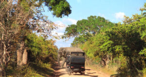 Car safari in Yala National Park. Elephant and tourists in cars and on the dusty road. Sri Lanka