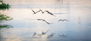 Flock of black-winged stilt birds flying close to the lagoons water surface in the sunset, beautiful scenery in Bundala national park.