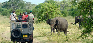 Minneriya, Sri Lanka - June 19, 2014: Tourist make game drive in Mynneriya national park. This park is famous to spot herds of wild asian elephants (specie elephas maximus maximus)