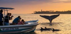 Encounter the Giants: Whale and Dolphin Safaris in Sri Lanka