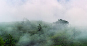 Cloud covers mountain and monsoon moisture is constantly enveloped forest is so-called cloud forests (nephelohylea) creating most productive ecosystem. Central plateau of Sri Lanka
