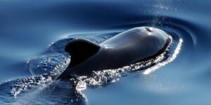 Witness the Giants of the Deep: Trincomalee Whale Watching 2026